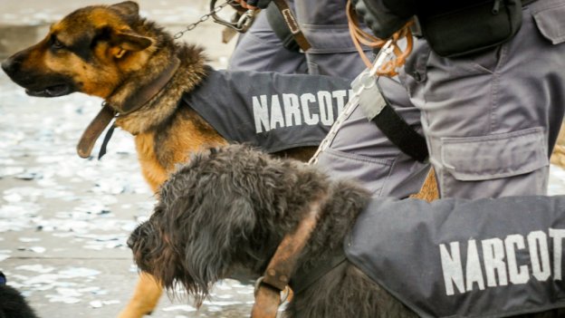 Sniffer Dogs are Apparently the Next Frontier in Anti-Doping’s Desperate Attempt to Catch Steroid Users