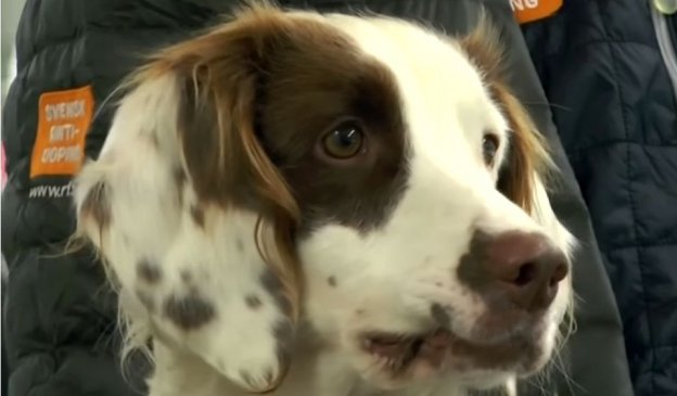 Molly the Steroid-Sniffing Springer Spaniel is the World’s First Anti-Doping Dog