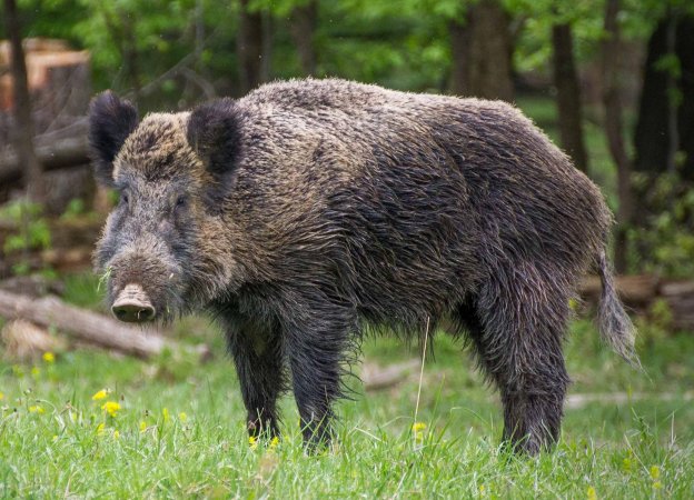 wild boar PHOTO